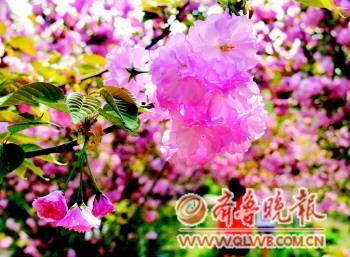 ���̘��@��(n��i)�ęѻ����涷�G��ӛ���u�����z